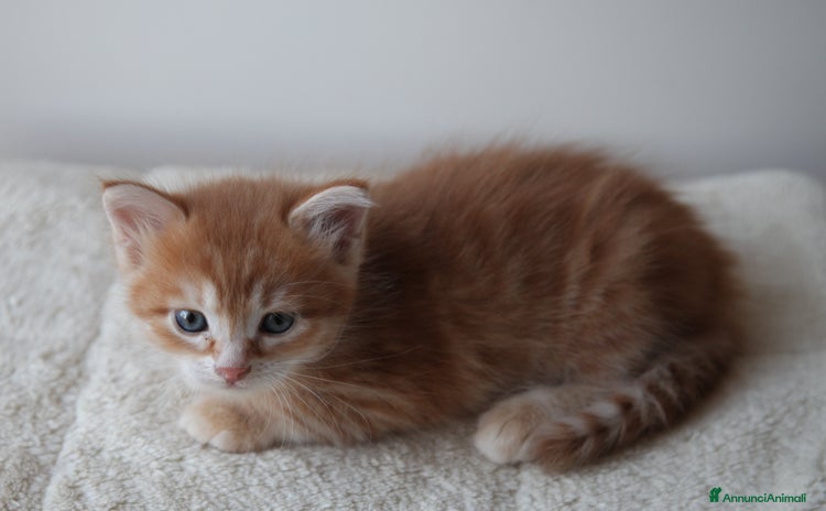 Siberiano gatti a Città metropolitana di Roma Capitale - Annuncio 13