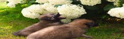 Pastore Belga cani in vendita: Vendita cuccioli pastore belga tervueren a Provincia di Brescia - Annuncio 4