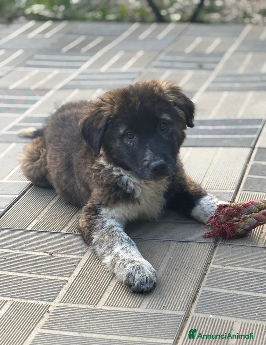 Meticcio cani Sugar - Annuncio 20