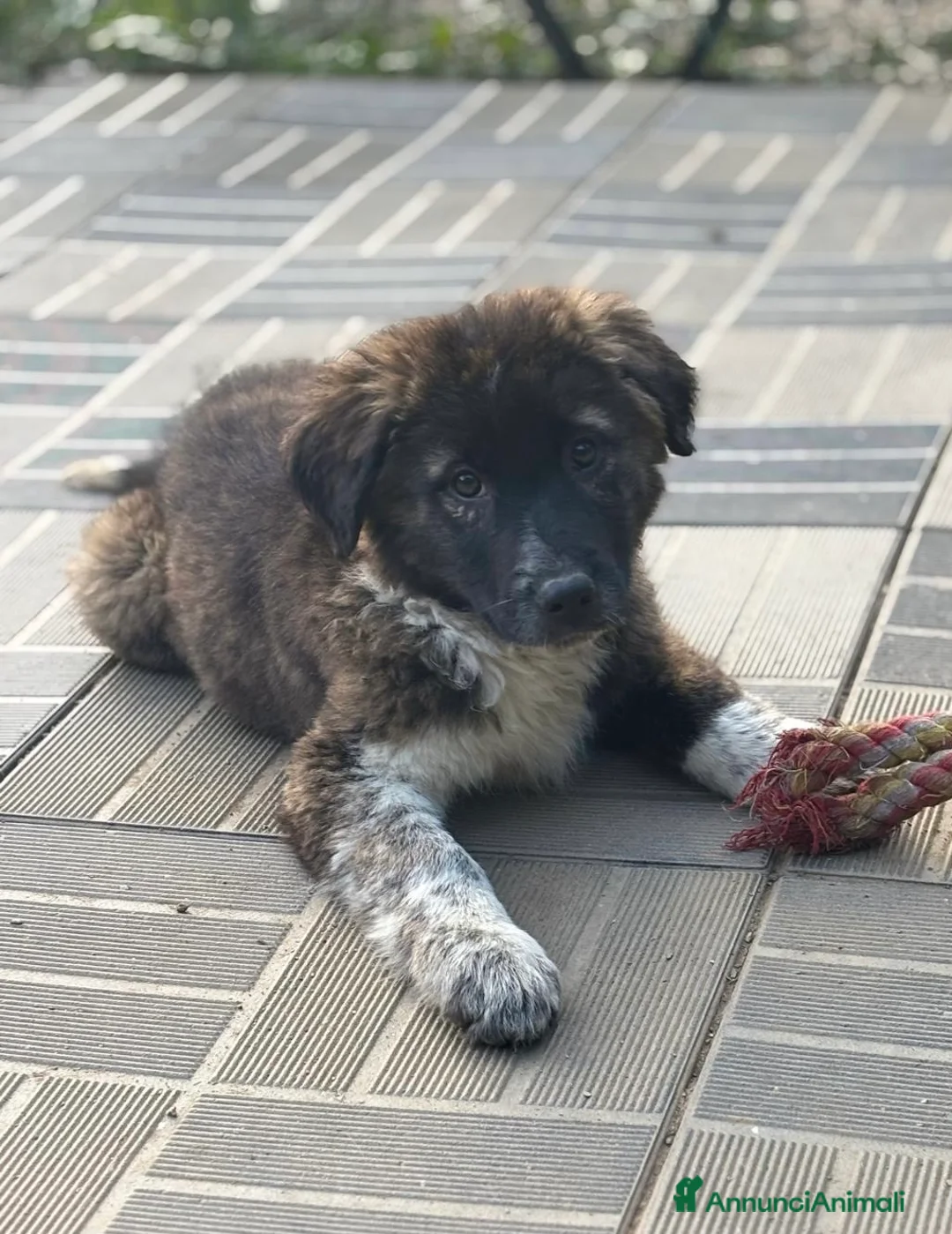 Meticcio cani in regalo: Sugar - Annuncio 1