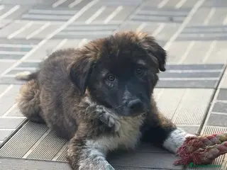 Meticcio cani Sugar - Annuncio 28