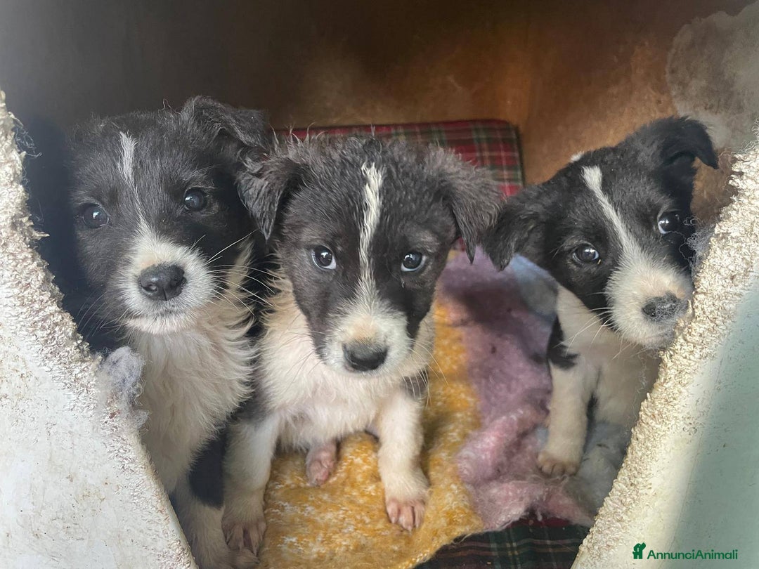 Meticcio cani in regalo: 4 cucciolotti meravigliosi cercano casa - Annuncio 9