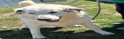 Pastore Abbruzzese Maremmano cani in regalo: Leon il gigante buono  - Annuncio 5