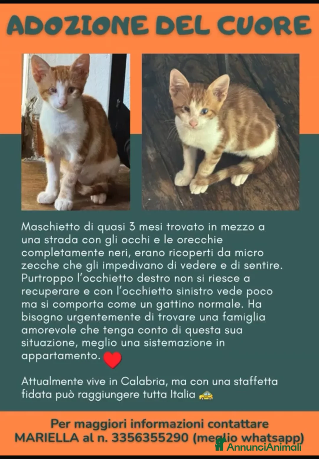 Meticcio gatti in regalo: ADOZ.DEL💔:piccino dallastrada con zecche!salvato! a Provincia di Varese - Annuncio 2