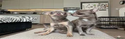 Chihuahua cani in vendita: Cuccioli Maschi Chihuahua a Provincia di Brescia - Annuncio 2