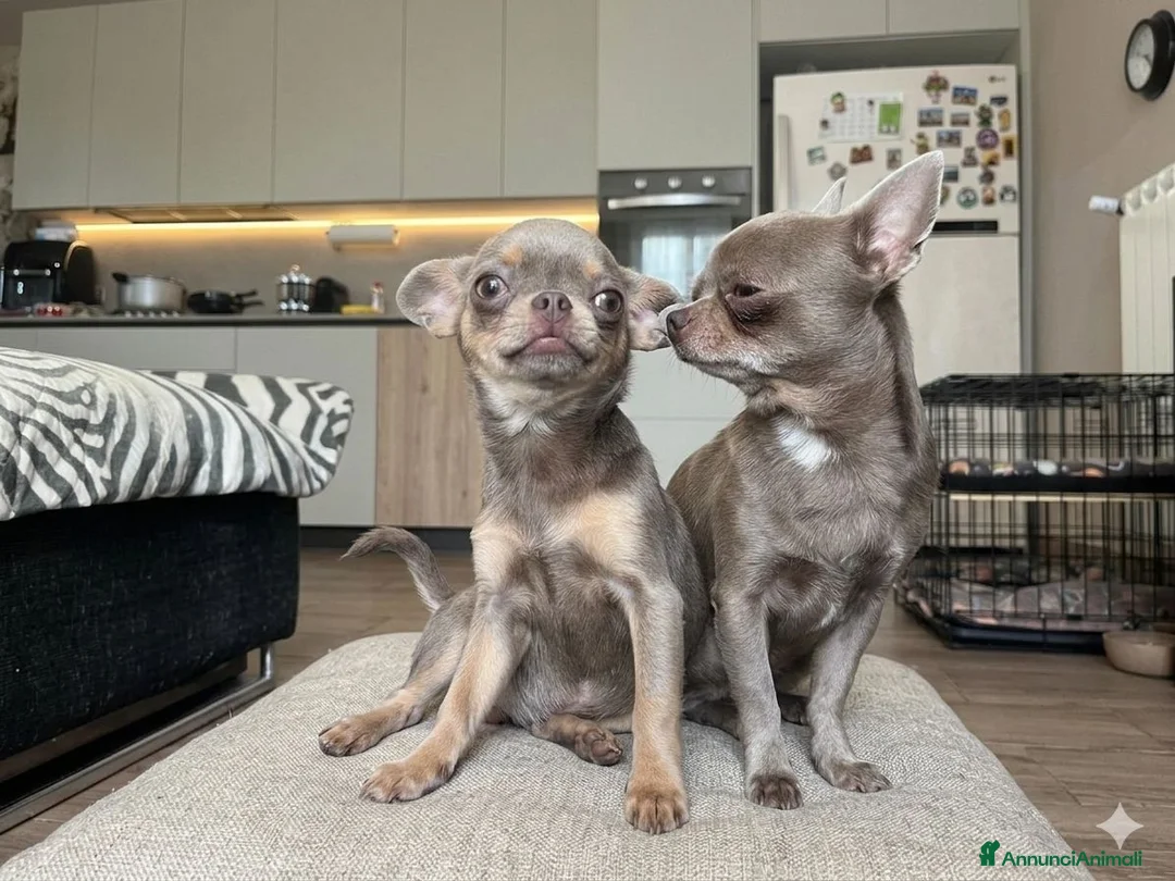 Chihuahua cani in vendita: Cuccioli Maschi Chihuahua a Provincia di Brescia - Annuncio 2