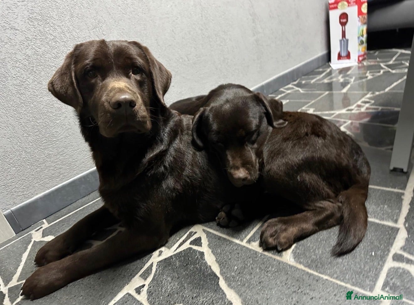 Labrador cani Cuccioli Labrador Retriver Choco  - Annuncio 1