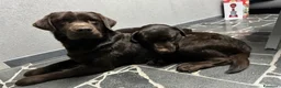 Labrador cani in vendita: Cuccioli Labrador Retriver Choco  - Annuncio 1