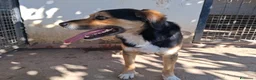 Meticcio cani in regalo: Gigio: 2 anni, socievole, equilibrato - Annuncio 13