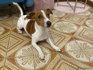 Jack Russell cani Regalo jack Russel - Annuncio 1