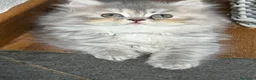 Persiano gatti in vendita: Dolcissima femminuccia di persiano - Annuncio 4