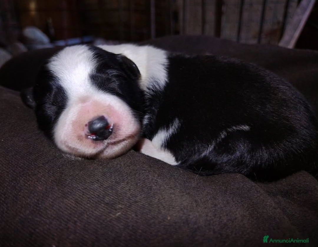Border Collie cani in vendita: Border Collie  - Annuncio 5