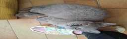 British gatti in vendita: Cucciolo British Shorthair  - Annuncio 5