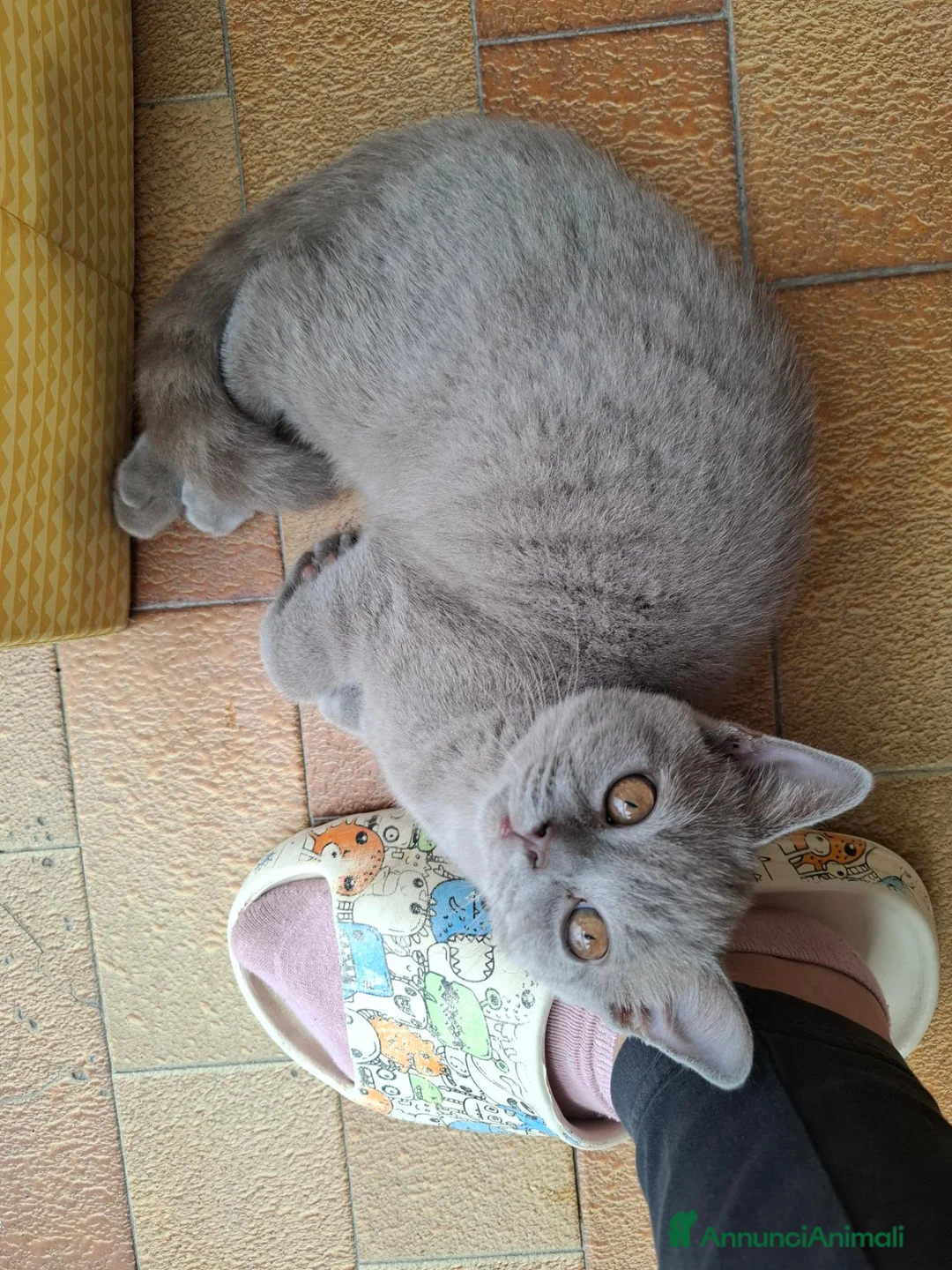 British gatti in vendita: Cucciolo British Shorthair  - Annuncio 5