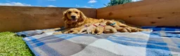 Golden Retriever cani in vendita: Cuccioli di Golden Retriever a Provincia di Cuneo - Annuncio 1