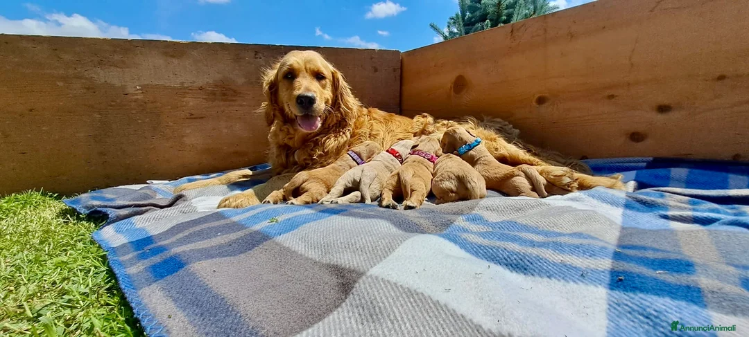 Golden Retriever cani in vendita: Cuccioli di Golden Retriever a Provincia di Cuneo - Annuncio 1