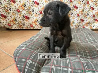 Meticcio cani Cuccioli di taglia media - Annuncio 41
