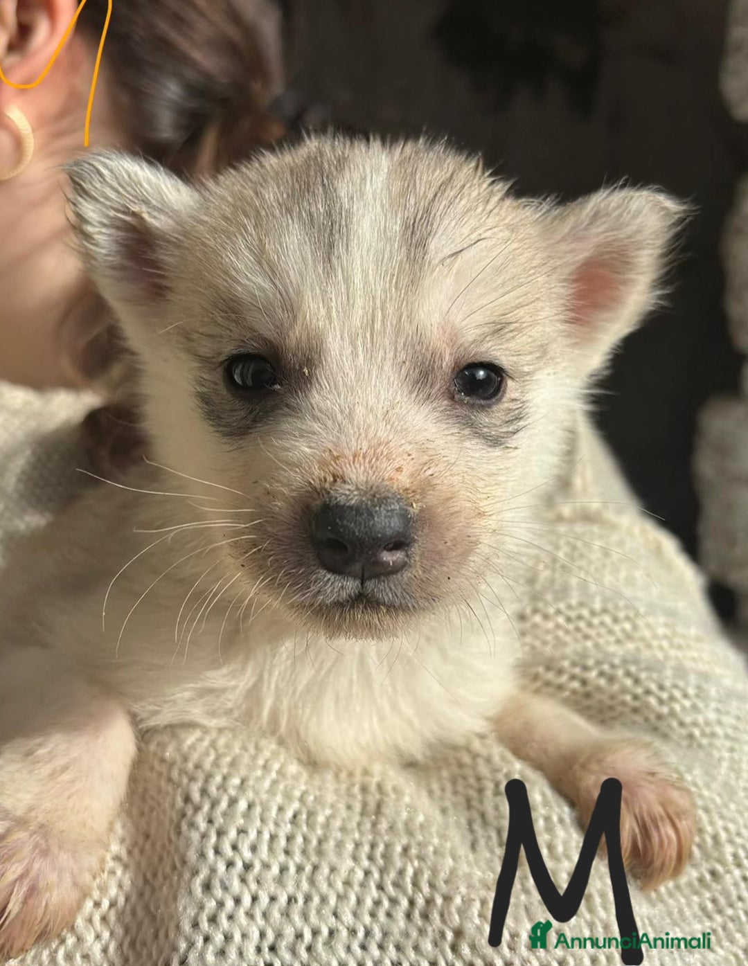 Husky cani in vendita: Cucciollata di husky siberian  - Annuncio 2