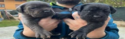 Cane Corso cani in vendita: Cuccioli cane corso - Annuncio 12