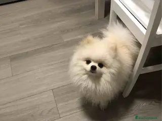 Volpino Pomerania cani Volpino della Pomerania nano x monte/accoppiamento - Annuncio 14