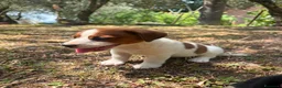 Jack Russell cani in vendita: Cuccioli Jack Russell  Pelo Liscio con Pedigree - Annuncio 6
