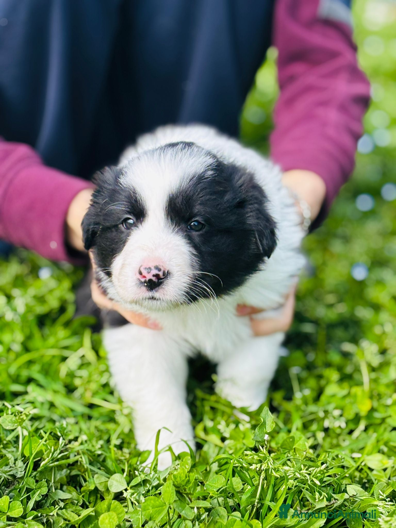 Border Collie cani CUCCIOLI DI BORDER COLLIE  - Annuncio 9