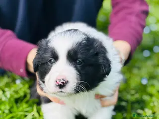 Border Collie cani CUCCIOLI DI BORDER COLLIE - Annuncio 9