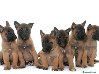 Pastore Belga cani Cuccioli Pastore Belga Malinois Bari Lecce Taranto a Città Metropolitana di Bari - Annuncio 22