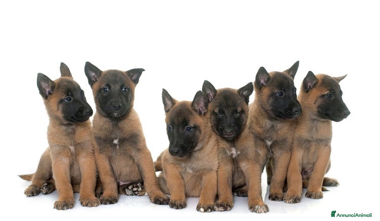 Pastore Belga cani a Città Metropolitana di Bari - Annuncio 1