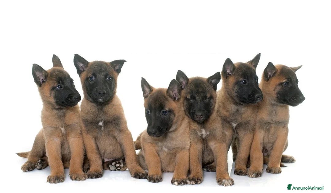 Pastore Belga cani in vendita: Cuccioli Pastore Belga Malinois Bari Lecce Taranto a Città Metropolitana di Bari - Annuncio 1