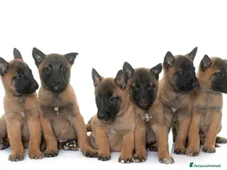 Pastore Belga cani Cuccioli Pastore Belga Malinois Bari Lecce Taranto a Città Metropolitana di Bari - Annuncio 15