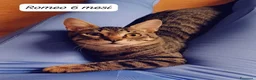 Altre razze gatti in regalo: Gattini destinati alla colonia  a Provincia di Ferrara - Annuncio 9