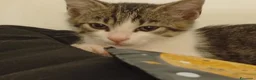 Altre razze gatti in regalo: ZIGGHY CERCA CASA 🏡  - Annuncio 2
