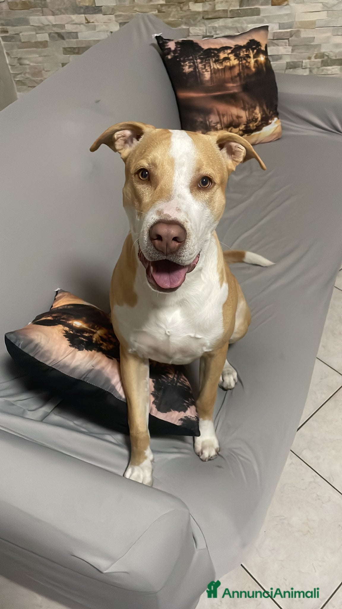 Pitbull cani in regalo: Aiutatemi a trovargli una nuova famiglia - Annuncio 1