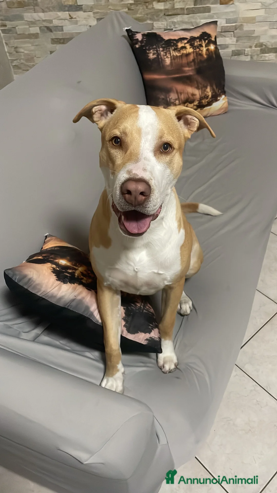 Pitbull cani in regalo: Aiutatemi a trovargli una nuova famiglia a Città Metropolitana di Torino - Annuncio 1