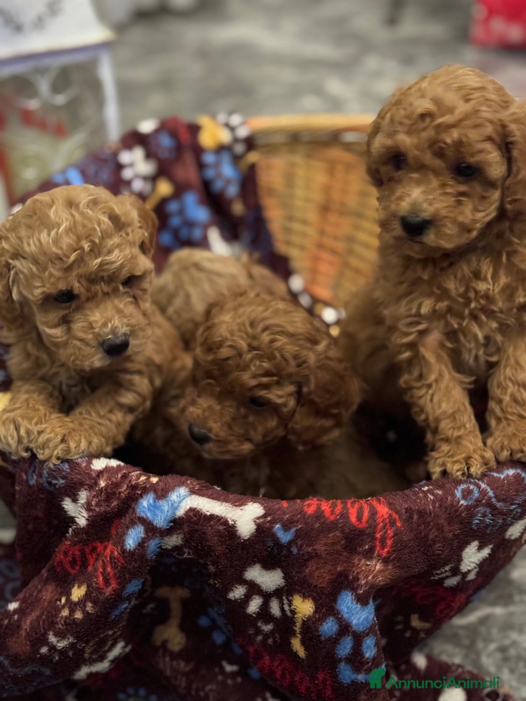 Barboncino cani in vendita: Vendita cuccioli barboncini nani - Annuncio 11