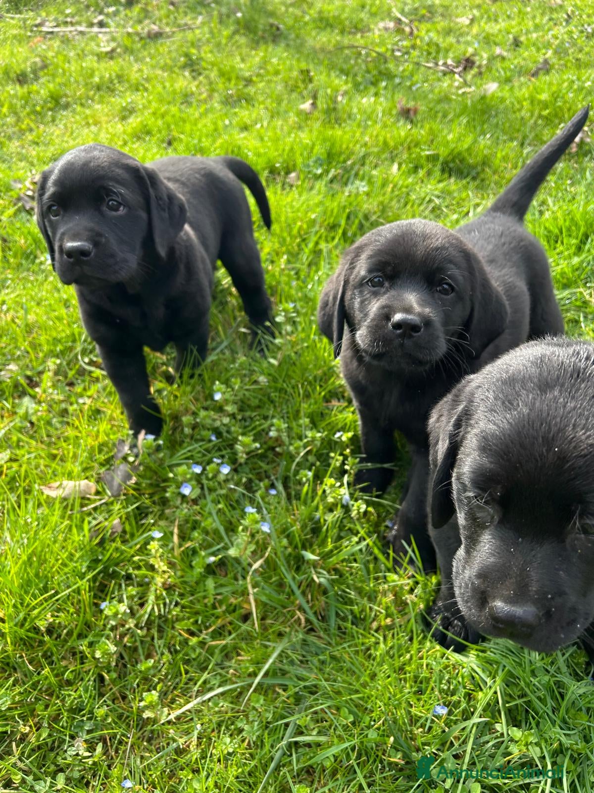 Labrador cani Labrador  - Annuncio 2