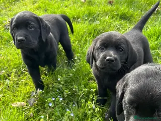 Labrador cani Labrador - Annuncio 2