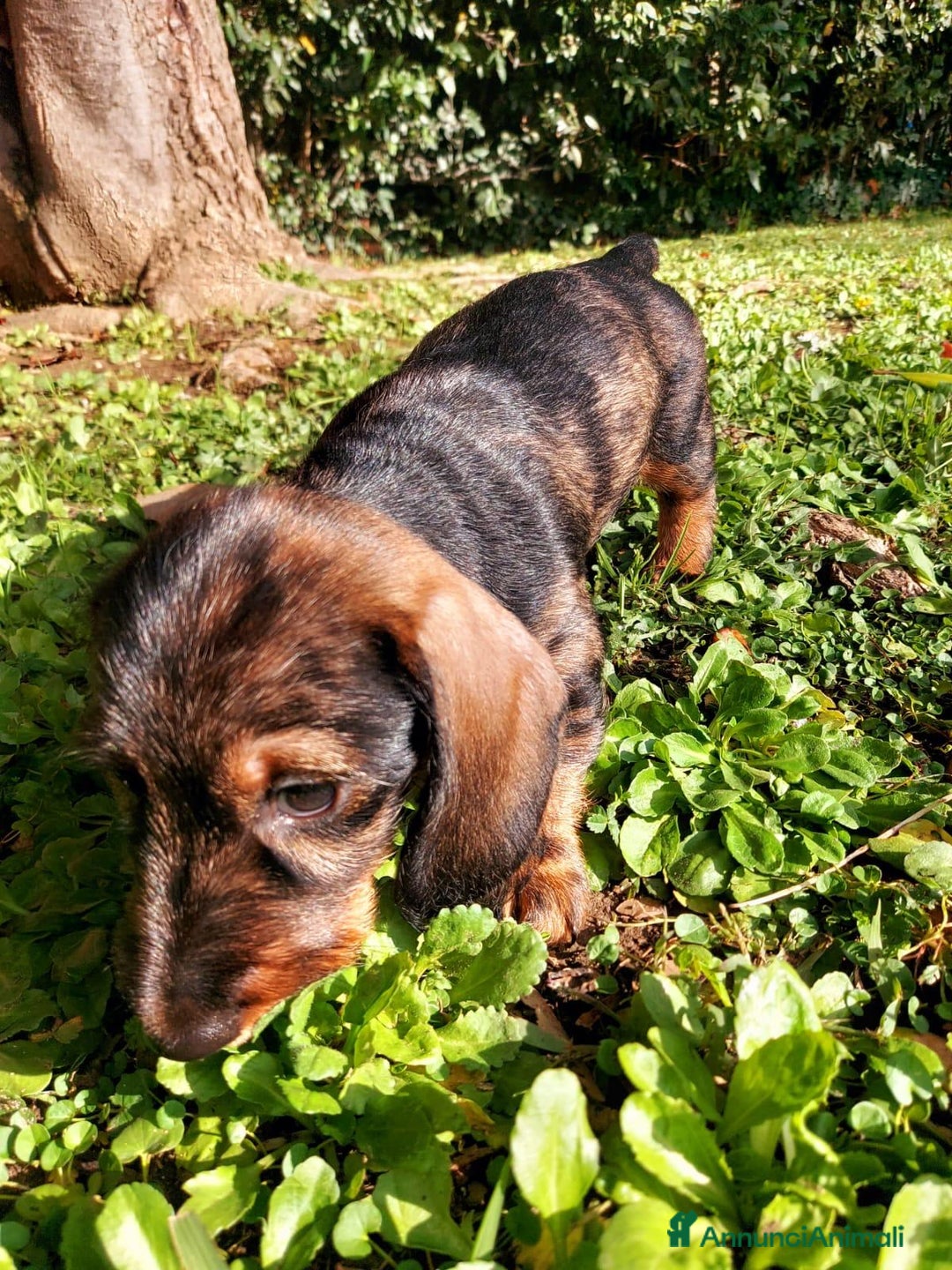 Bassotto cani in vendita: Bassotto Tedesco Nano a Pelo Duro - Annuncio 3