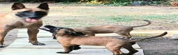 Pastore Belga cani in vendita: Cuccioli Pastore Belga Malinois a Provincia della Spezia - Annuncio 3