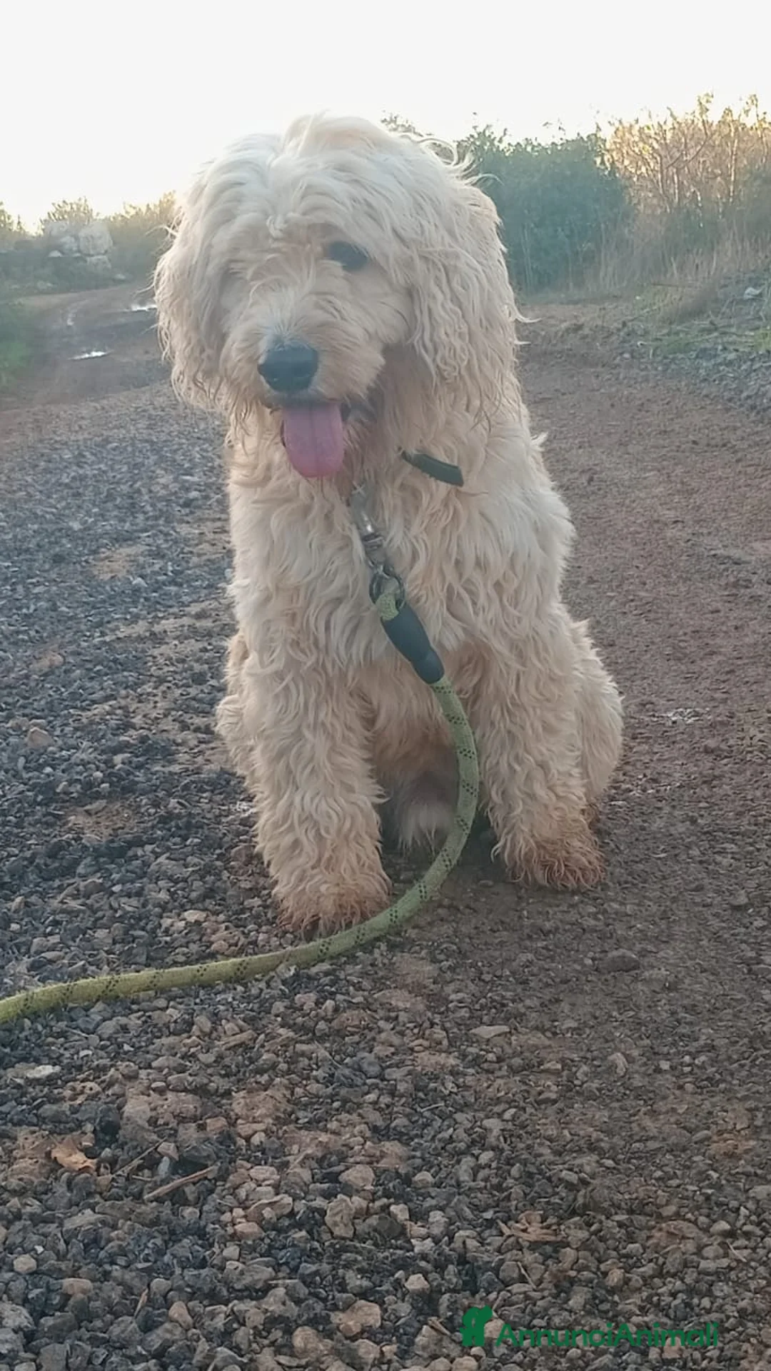 Barboncino cani in regalo: Splendido Barboncino - FLUFFY - Annuncio 16