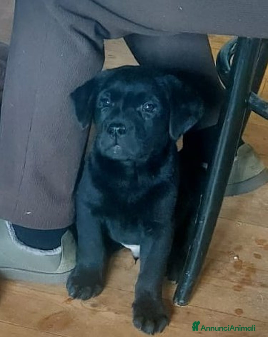 Labrador cani in vendita: cuccioli labrador  - Annuncio 4