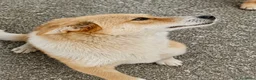Meticcio cani in regalo: Femmina taglia contenuta 2 anni - Annuncio 2