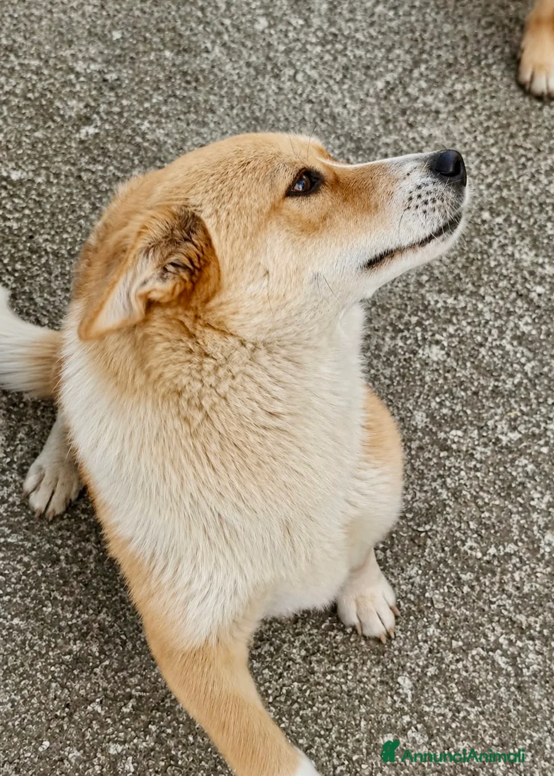 Meticcio cani in regalo: Femmina taglia contenuta 2 anni - Annuncio 2