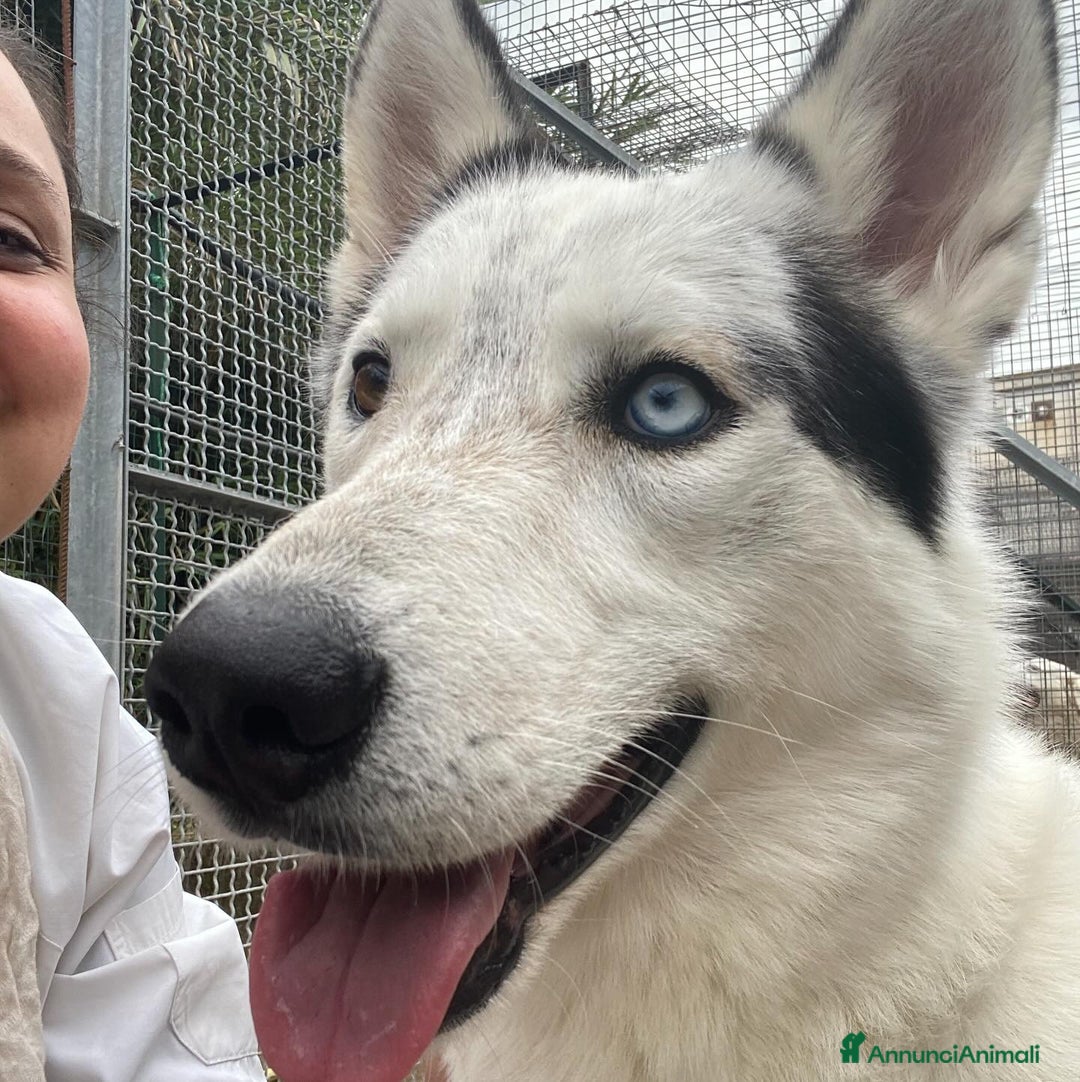 Husky cani in regalo: BLADE bellissimo incrocio HUSKY cerca adozione a Provincia di Latina - Annuncio 5
