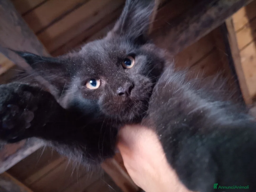 Maine Coon gatti in vendita: Maine coon con pedigree anche libero  - Annuncio 2