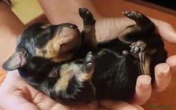 Bassotto cani in vendita: Bassotti Cuccioli - Immagine 6
