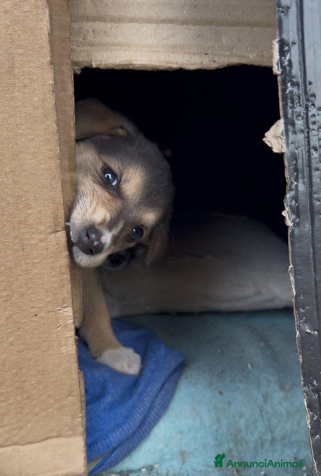 Meticcio cani in regalo: Eva cerca casa - Annuncio 6