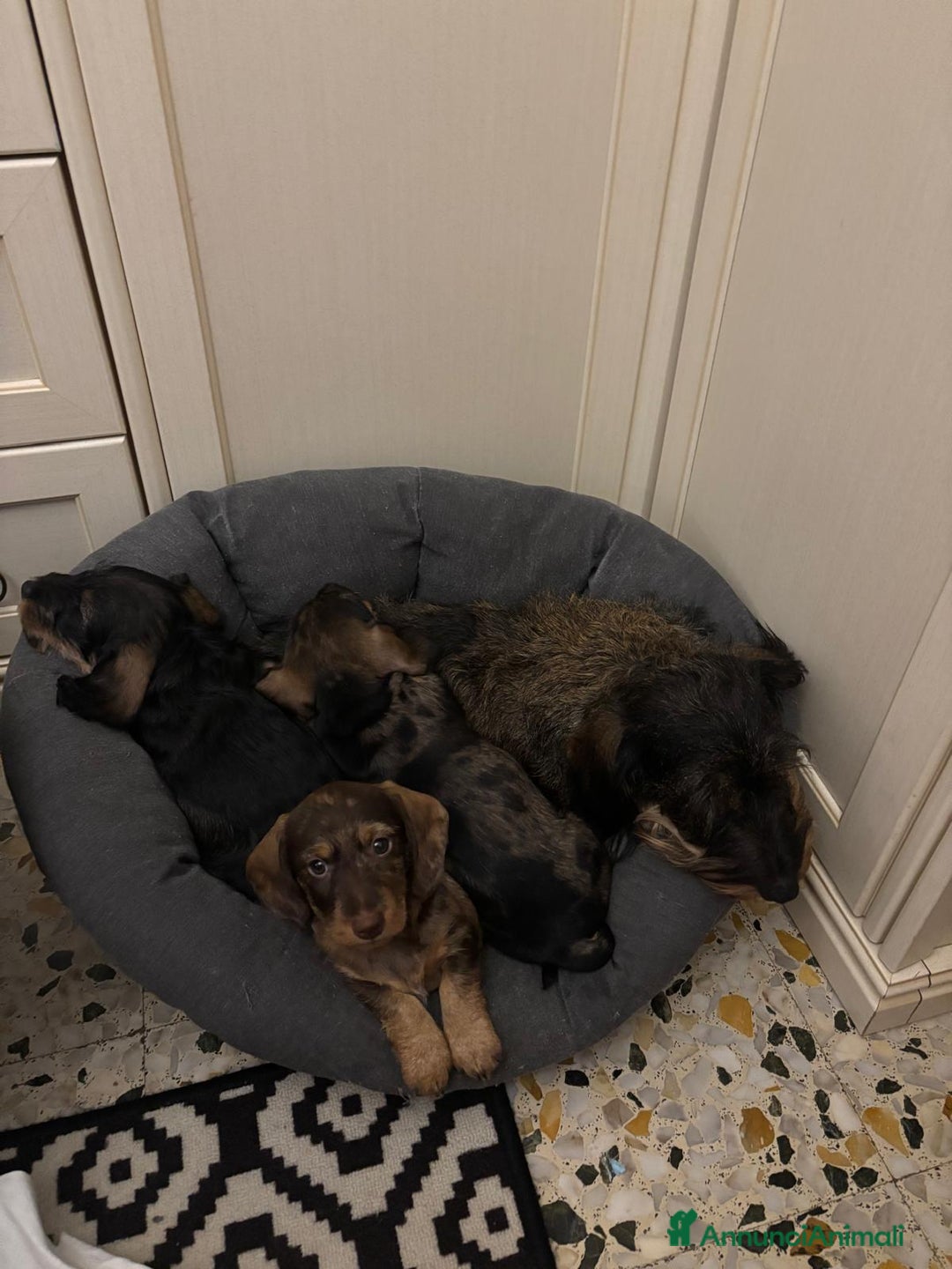 Bassotto cani in vendita: Bassotto Tedesco Nano a Pelo Duro - Annuncio 10