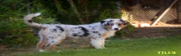 Australian Shepherd cani in vendita: Cuccioli Pastore Australiano pedigree - Annuncio 4